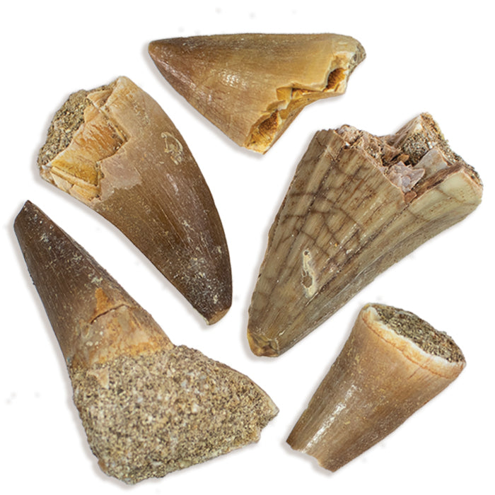 Mosasaur Tooth (0.5-1")