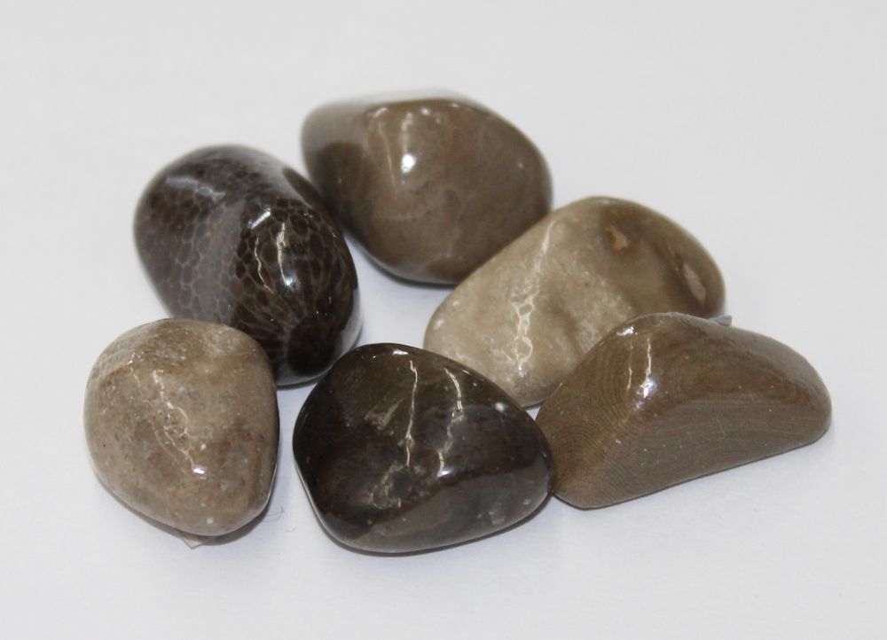 Petoskey Stone A