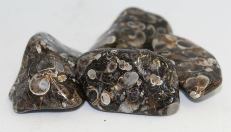 Agate Turritella - Tumbled