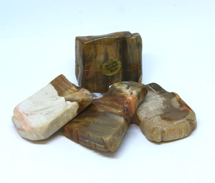 Petrified Wood Slice - X-Small