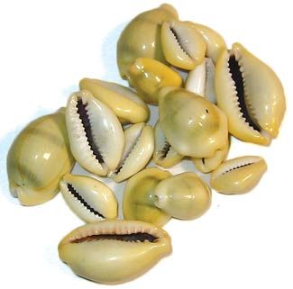 Cowrie Shells (18 Pack)