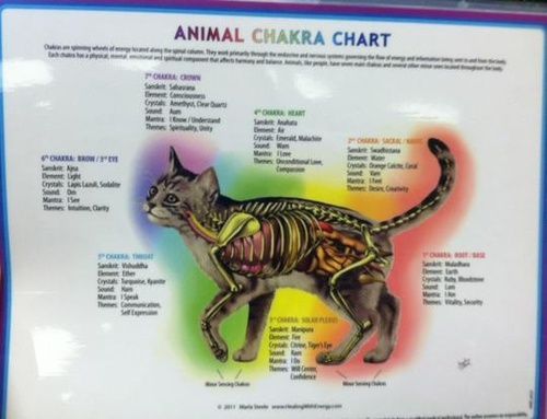 Cat Chakra Chart