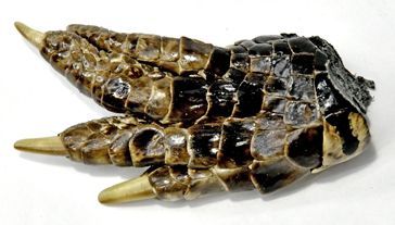 Alligator Foot small