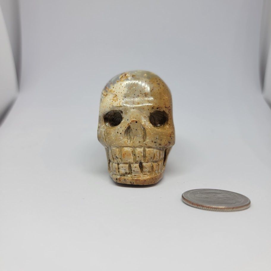 Palm Root Fossil Skull Med