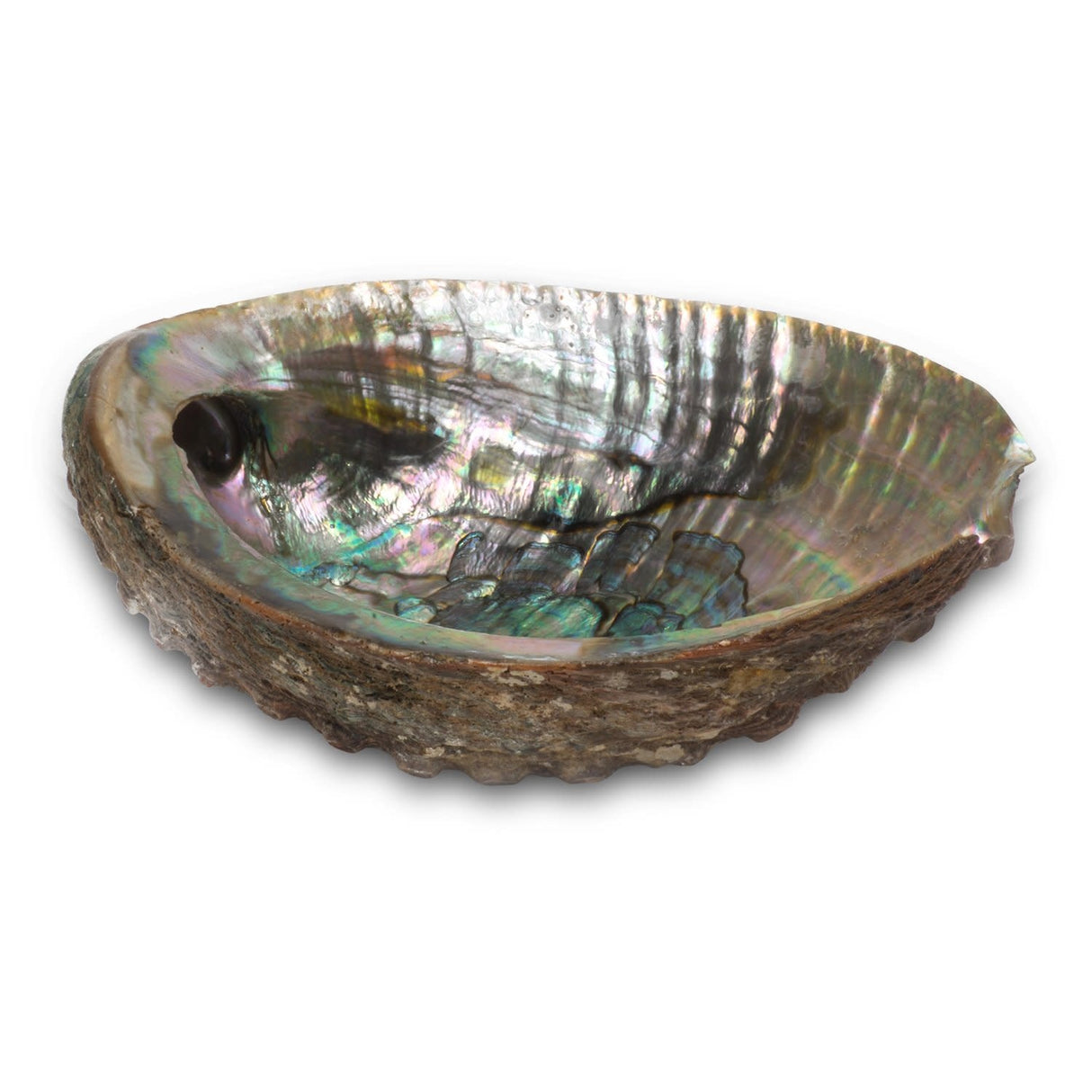 (5-6") Abalone Shell Burner