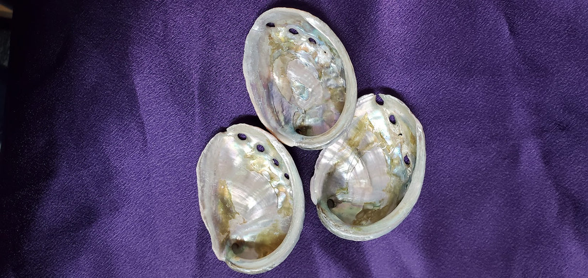 (2-3") Abalone Shell Burner