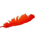 Orange Feather