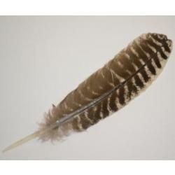 Turkey Barred Feather 10-12"