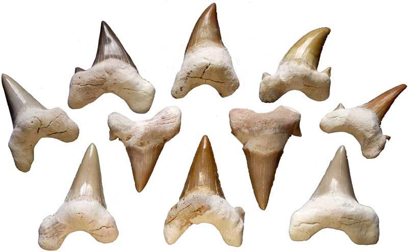Shark Teeth (1.5")