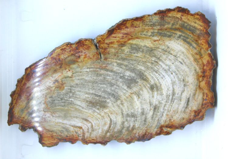 Petrified Wood Slice Lg