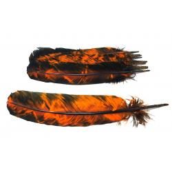 Smokey Orange Feather (10-12")