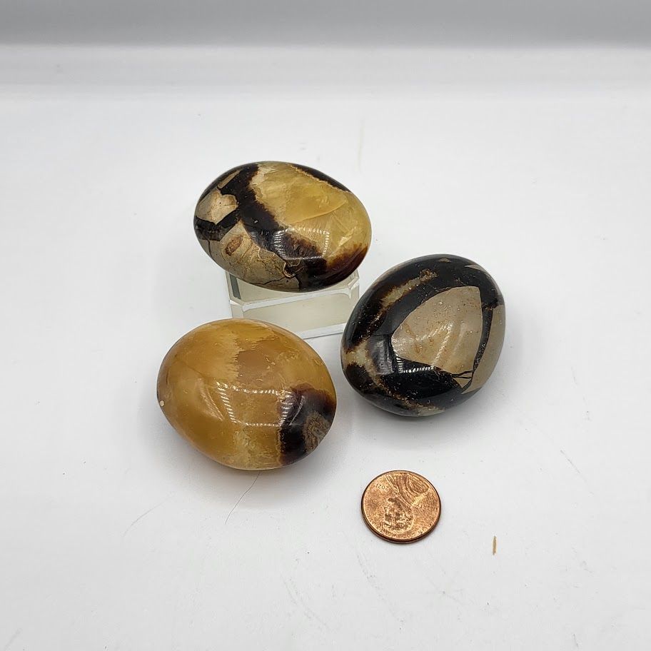 Septarian Palm Stone