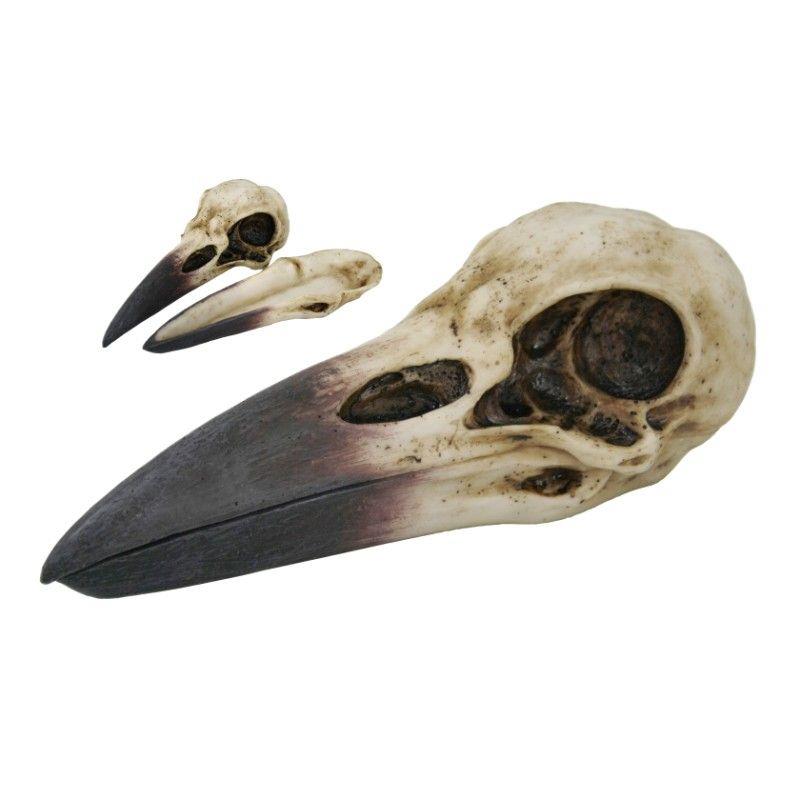 Spirit Raven Skull - Box