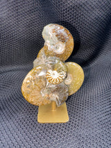 Ammonite Cluster on Stand (4"H)