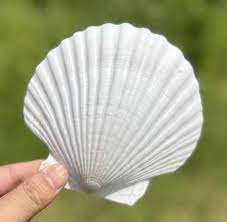 Great White Scallop Shell